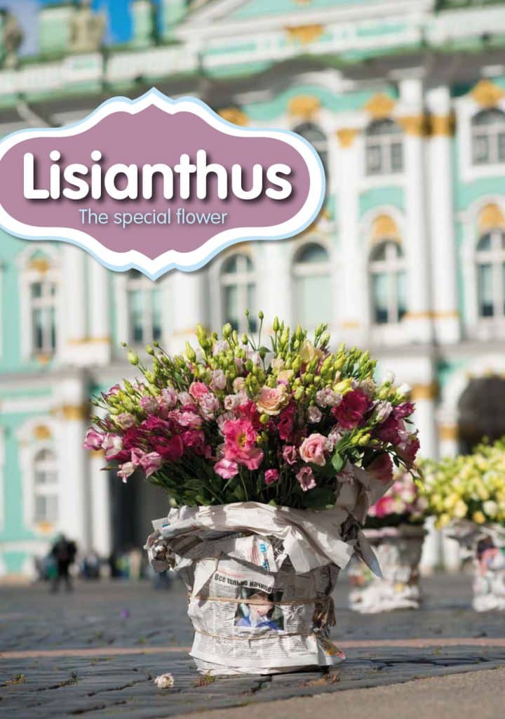 Lisianthus-Eustoma-Flower-White-Arrangement-Bouquet-Decoration-Pink-White-Blue-Green-Red-Colour-Salmon-Magazine-Russia