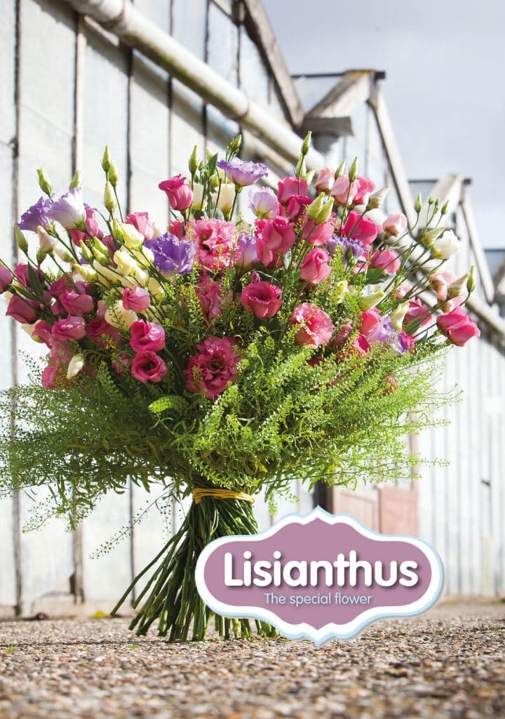 Lisianthus-Eustoma-Flower-White-Arrangement-Bouquet-Decoration-Pink-White-Blue-Green-Red-Colour-Salmon-Magazine-Summer