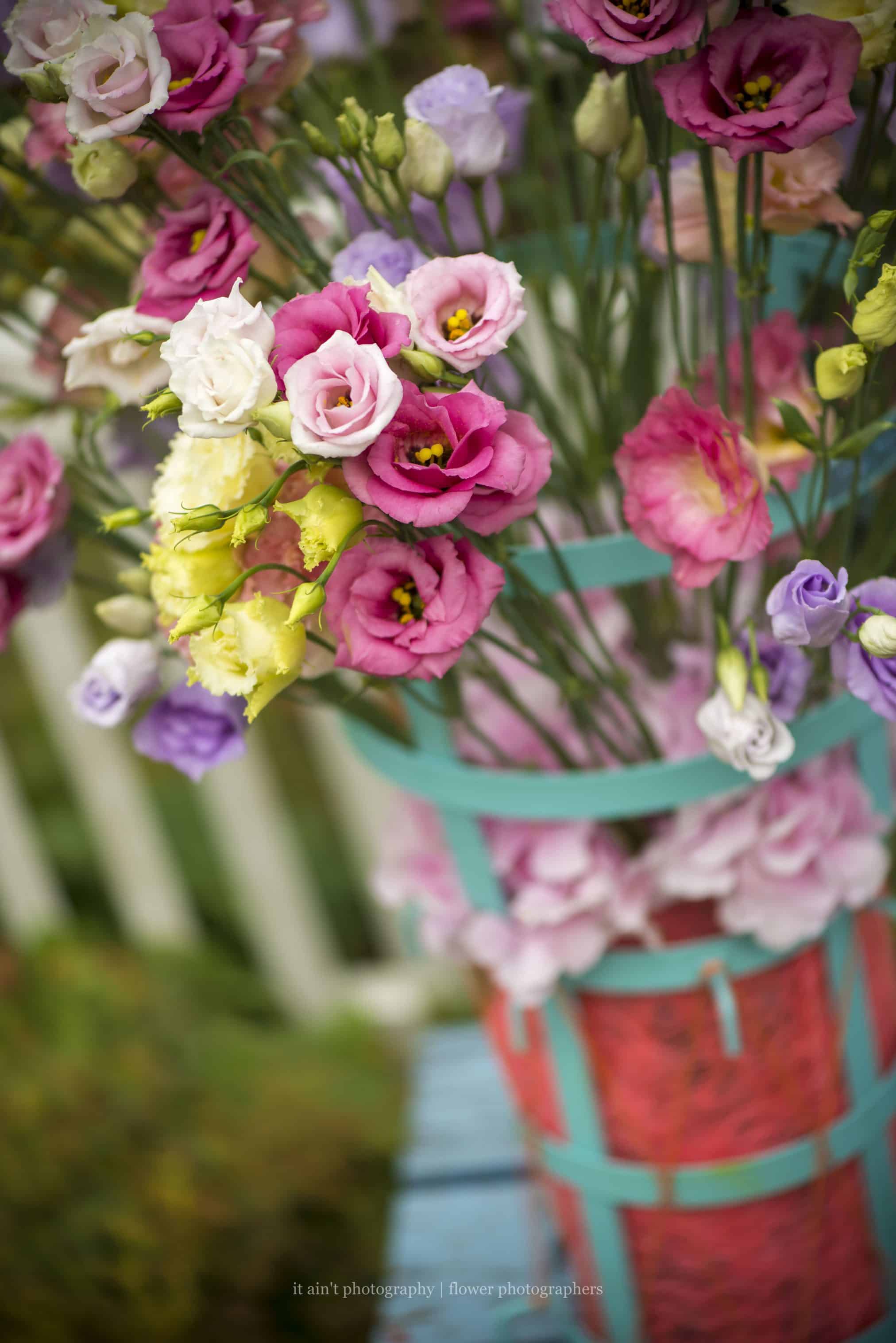 Lisianthus-Eustoma-Flower-White-Arrangement-Bouquet-Decoration-Pink-White-Blue-Green-Red-Colour-Salmon-Summer