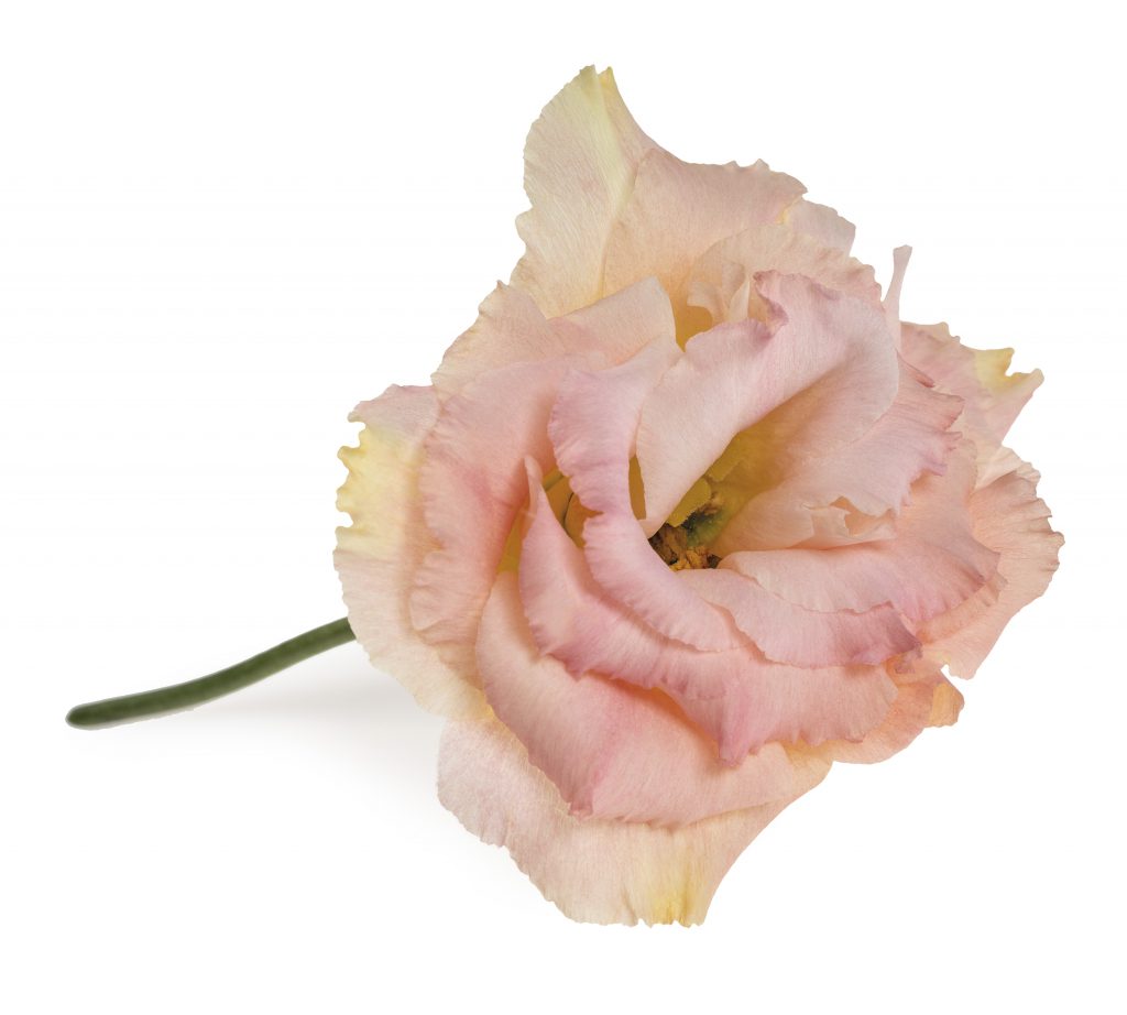 Lisianthus-Eustoma-Flower-White-Arrangement-Bouquet-Decoration-Pink-White-Blue-Green-Red-Lavender-Colour-Salmon-Orange-Season-Variety