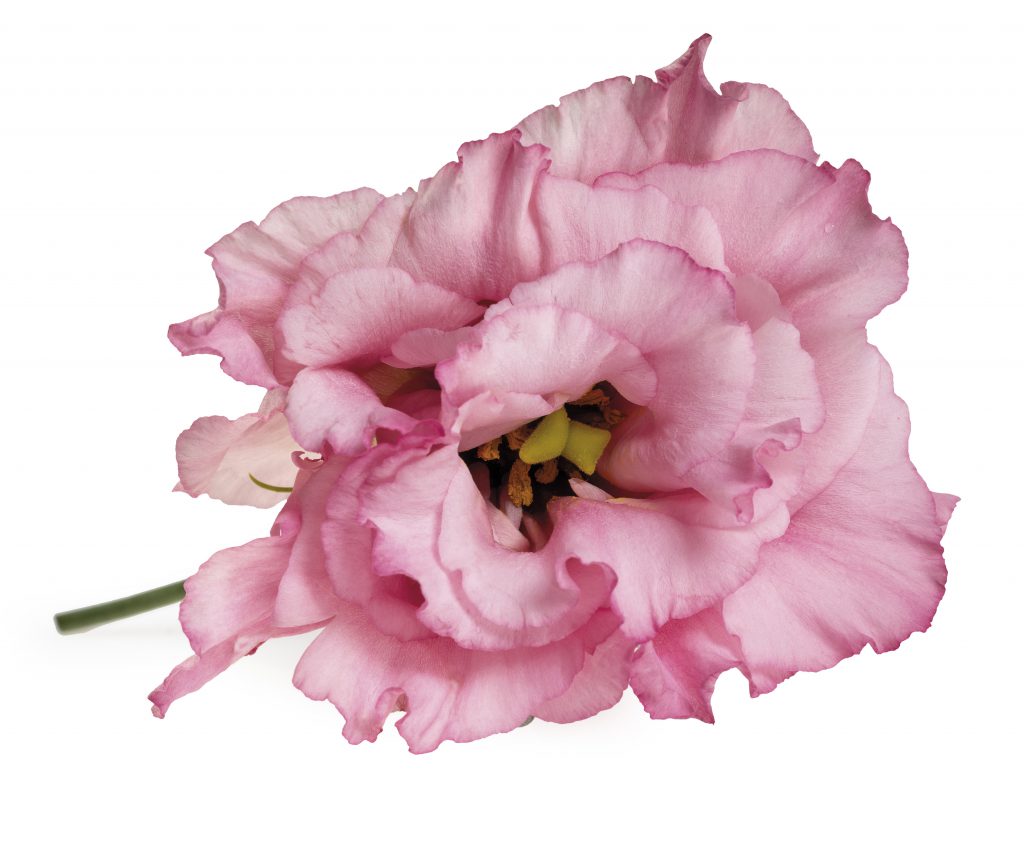 Lisianthus-Eustoma-Flower-White-Arrangement-Bouquet-Decoration-Pink-White-Blue-Green-Red-Lavender-Colour-Salmon-Orange-Season-Variety