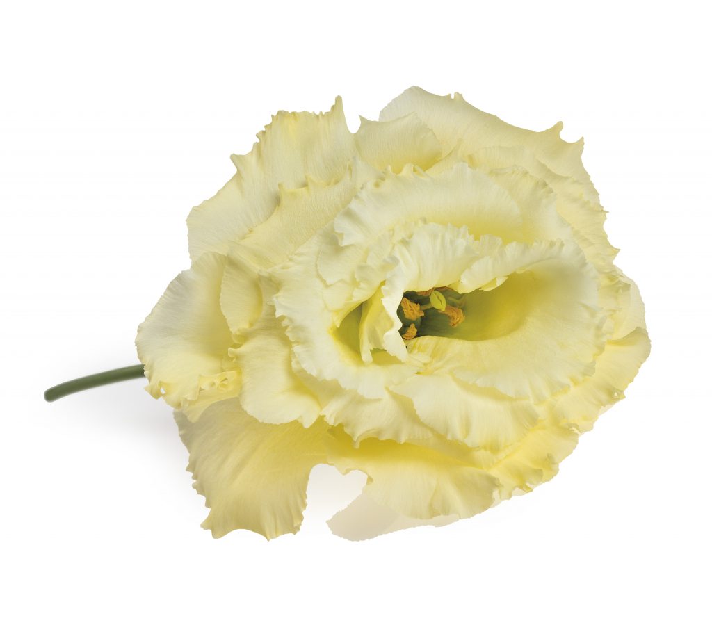 Lisianthus-Eustoma-Flower-Yellow-White-Arrangement-Bouquet-Decoration-Pink-White-Blue-Green-Red-Lavender-Colour-Salmon-Orange-Season-Variety