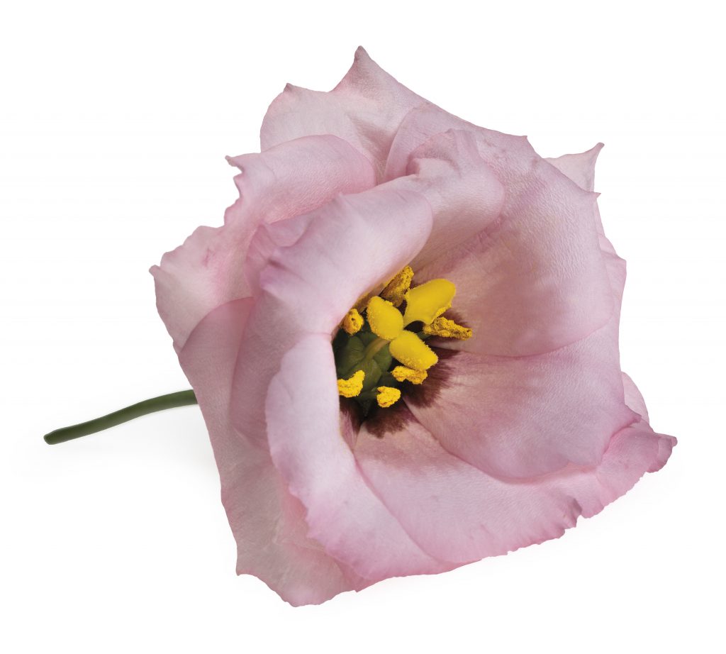 Lisianthus-Eustoma-Flower-White-Arrangement-Bouquet-Decoration-Pink-White-Blue-Green-Red-Lavender-Colour-Salmon-Orange-Yellow-Brown-Collection-Variety