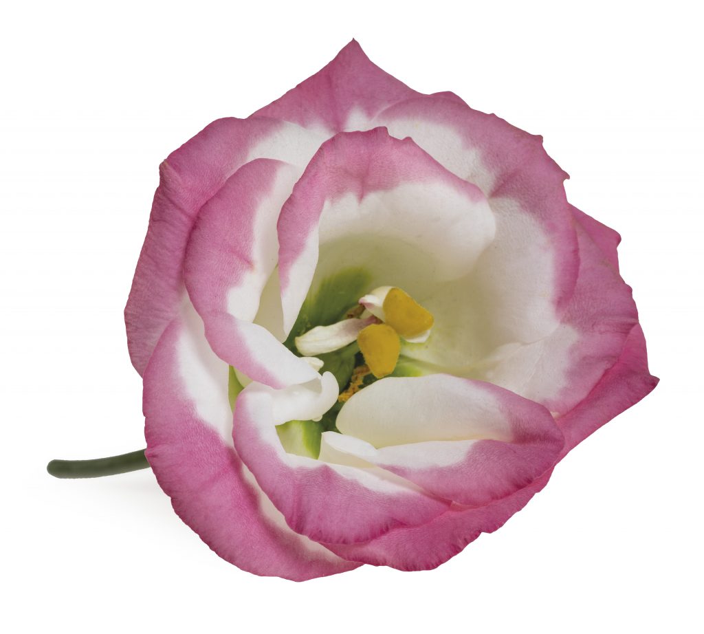 Lisianthus-Eustoma-Flower-White-Arrangement-Bouquet-Decoration-Pink-White-Blue-Green-Red-Lavender-Colour-Salmon-Orange-Yellow-Brown-Collection-Variety